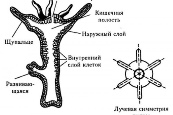 Актуальные ссылки на кракен тор